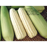 PURE WHITE FRUIT CORN-12PCS/MALAYSIA