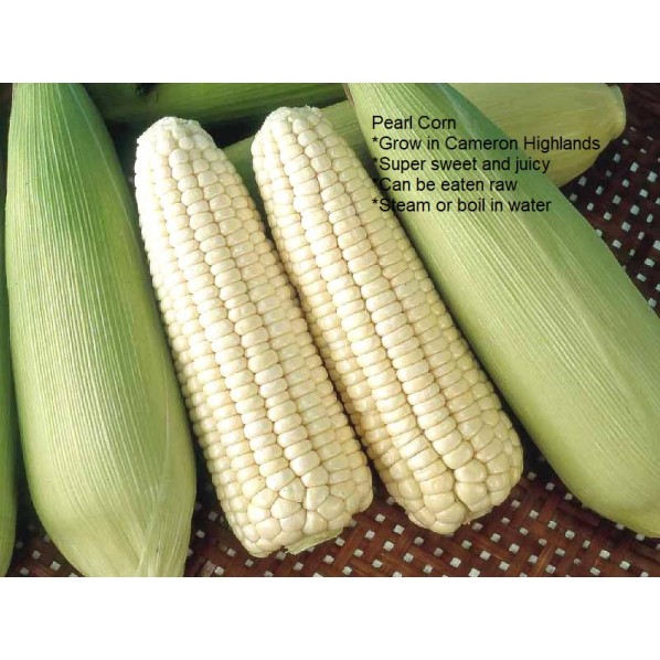 PURE WHITE FRUIT CORN-12PCS/MALAYSIA