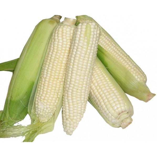 ALL VEGETABLES