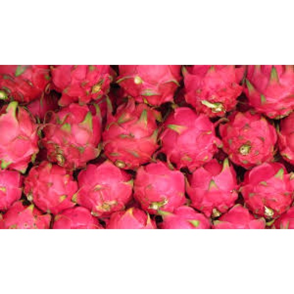 RED DRAGON FRUIT/5KGS/MALAYSIA