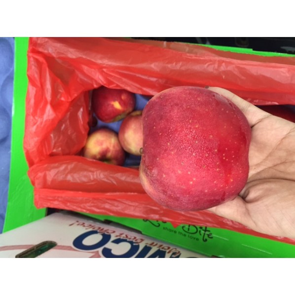 NEW ZEALAND ROSE APPLE-35-40PCS/9.5KG