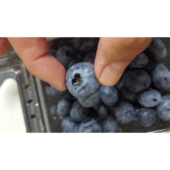 JUMBO BLUEBERRY-USA/MEXICO/125GX12