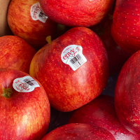 ENVY APPLE/USA OR NEW ZEALAND/24,28,32PCS/9KG