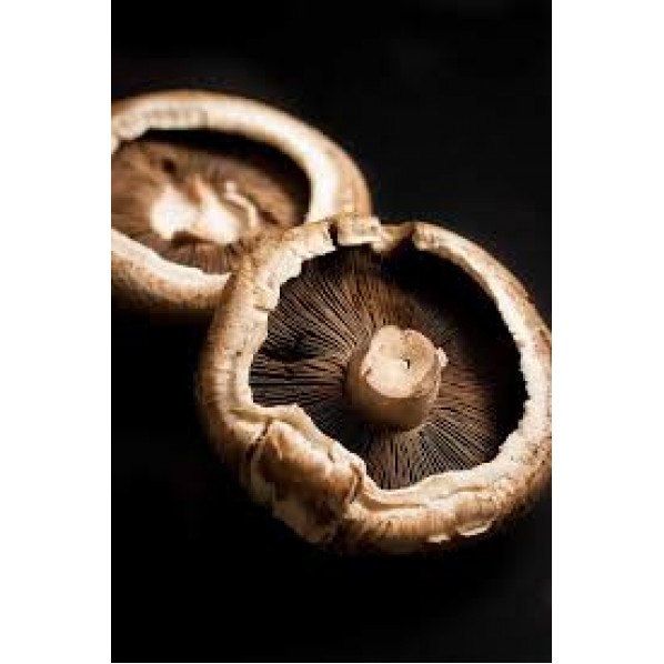 PORTOBELLO MUSHROOM/1KG/MALAYSIA